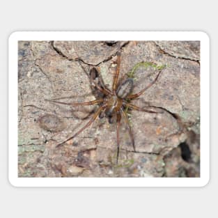 Callobius pictus or similar hacklemesh weaver spider Sticker